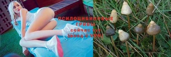 стафф Алексин